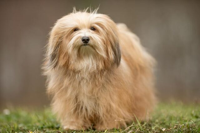 Havanese dog