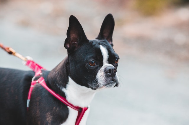 boston terrier