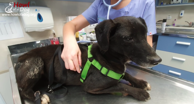 dog rescue angel 4 dog rescue angel 4