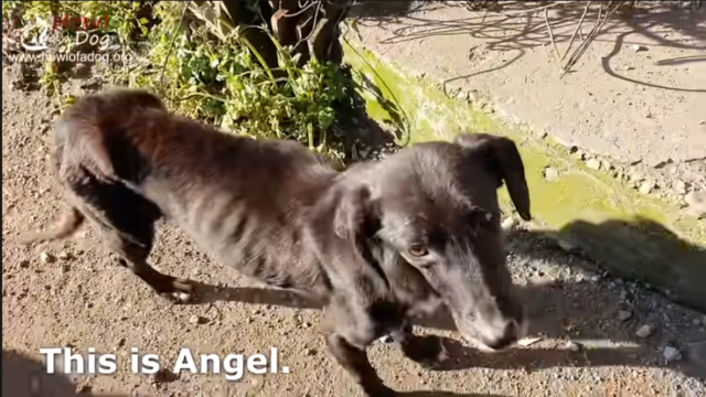 dog rescue angel dog rescue angel