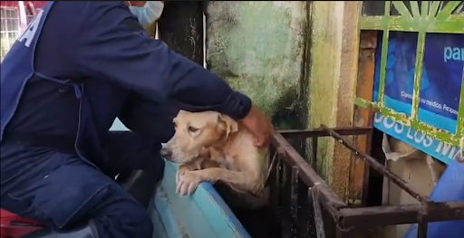 dog saved during mexico floods