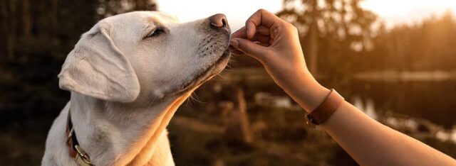 dog training tip