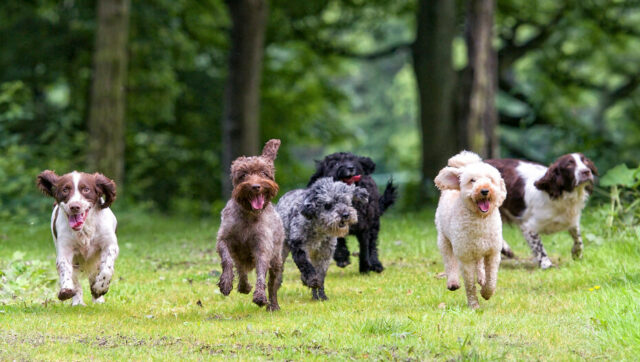 dogs playing dogs playing