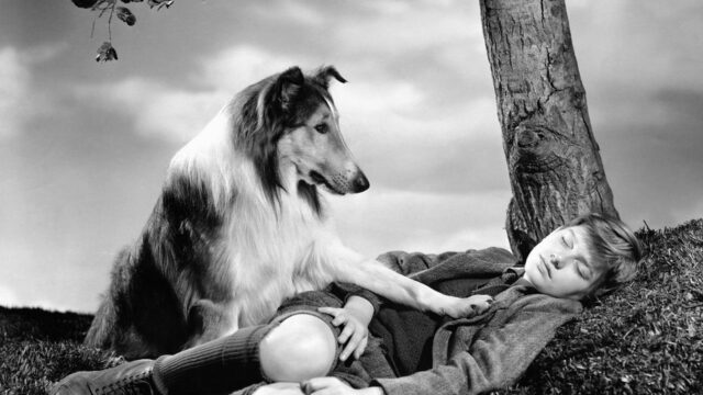 lassie