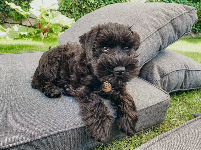 miniature schnauzer