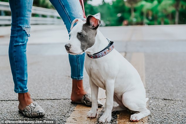 nurse saves paralyzed pup 1