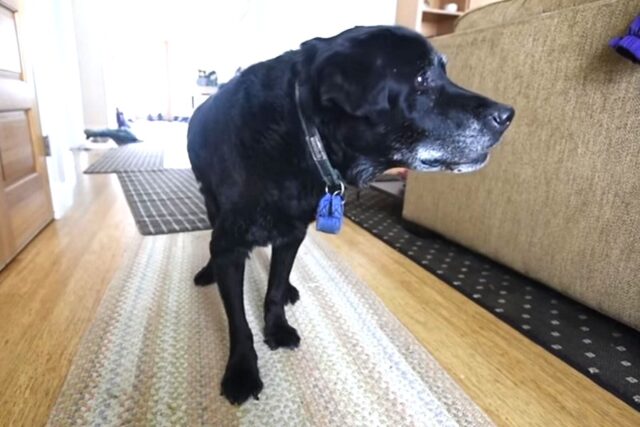 senior dog mailman