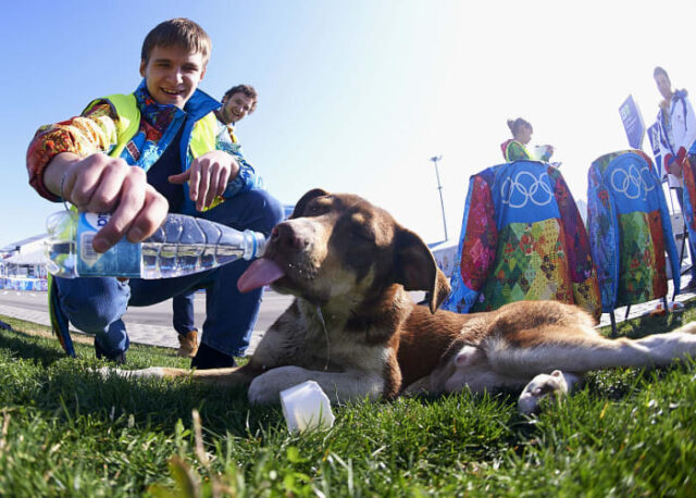 sochi olympics stray dogs