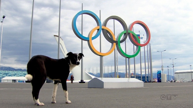 strays in sochi