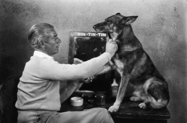 rin tin tin celebrity dog