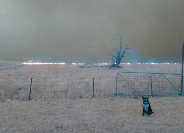 Patsy The Wonderdog on dog rescue story