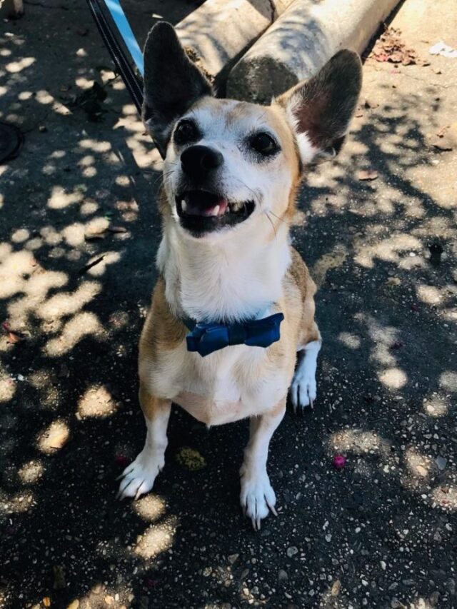 Twoie senior dog for adoption