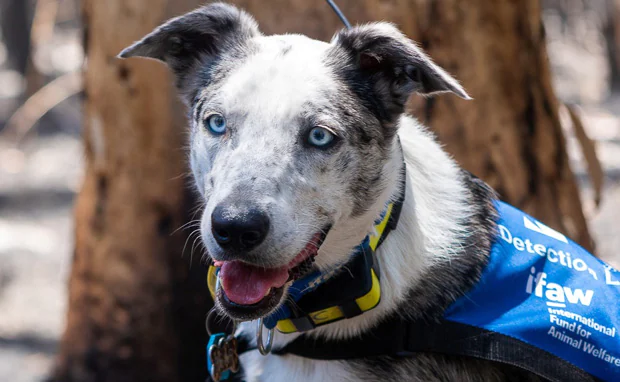 bear the dog sydney rescue saving lives
