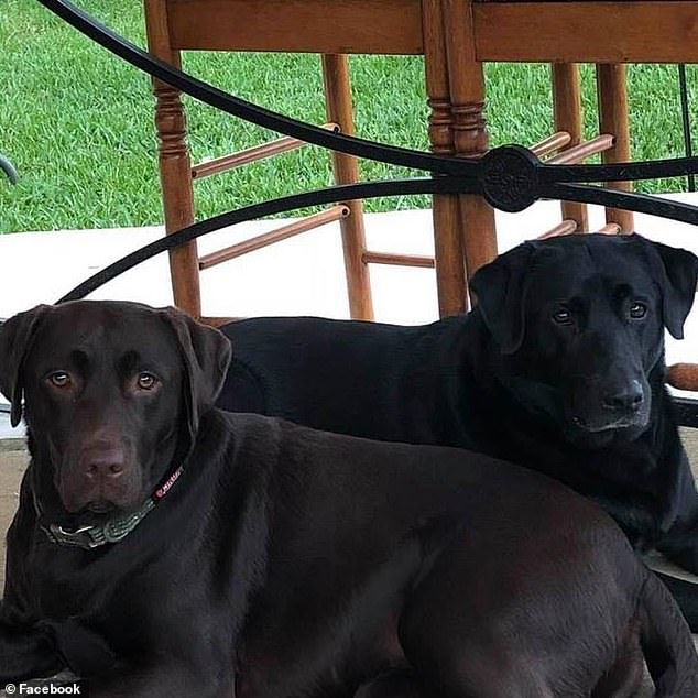 bella and sadie dog story