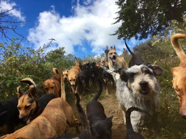 biggest dog shelter