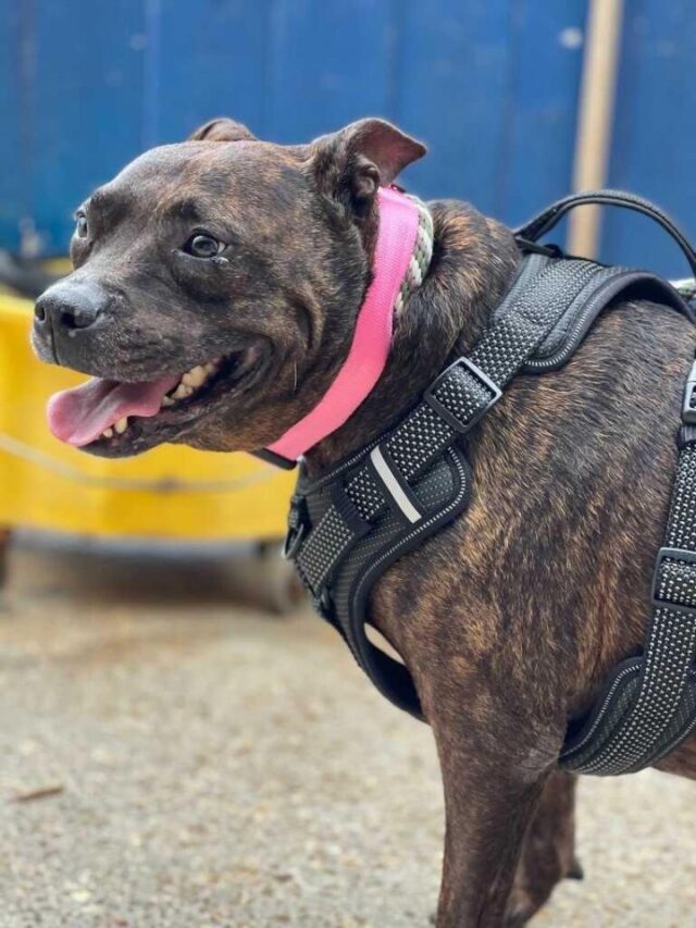 cece senior dog adopt