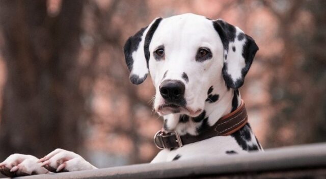 dalmatian on a fence