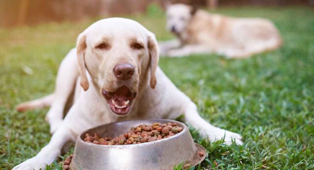 dog health tips dog health tips