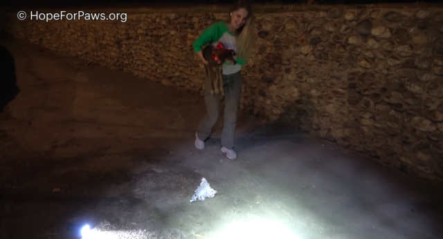 dog rescue abandoned dog 2