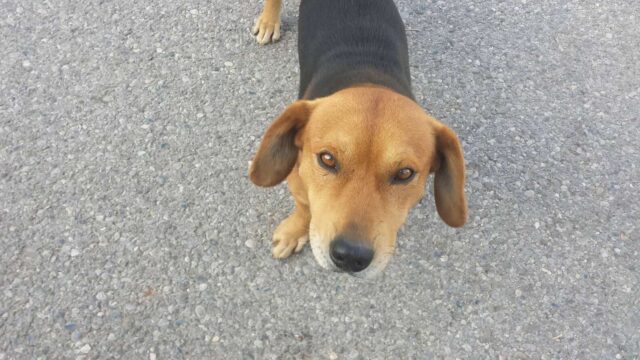 medo stray dog story