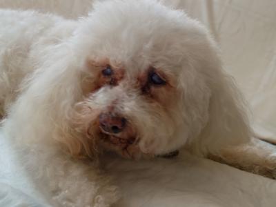 miracle dog oscar cancer survivor