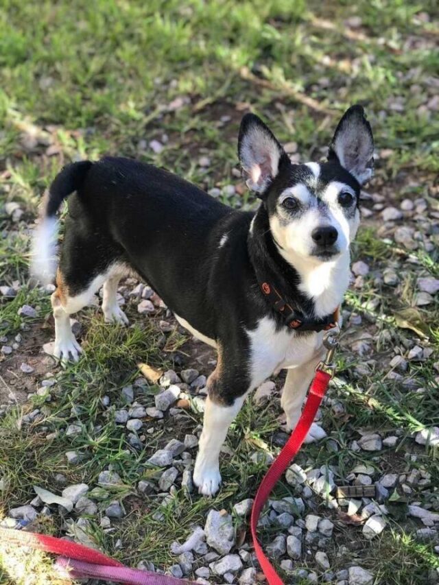 mojo adopt a senior dog