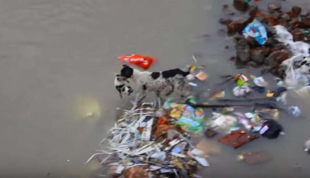mom dog rescue story