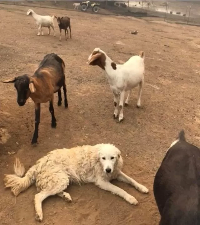 odin miracle dog story