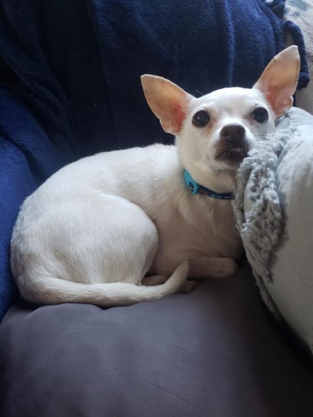 pearl adopt a dog