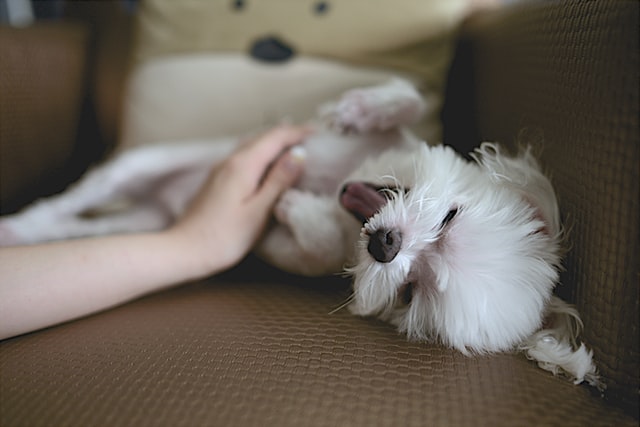 playing with dog on sofa playing with dog on sofa