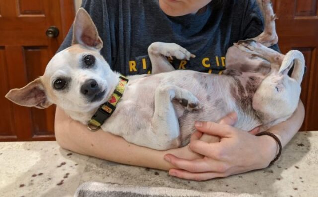 pudgy dog for adoption