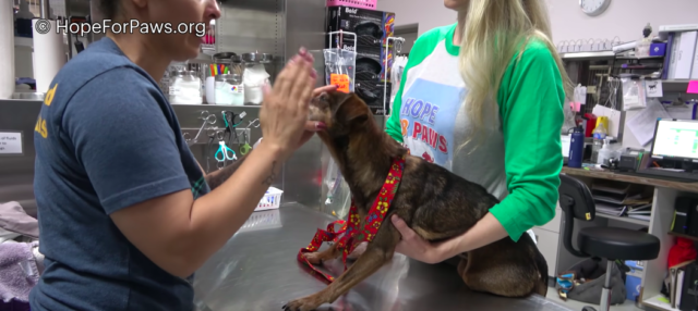 rescue senior dog 3