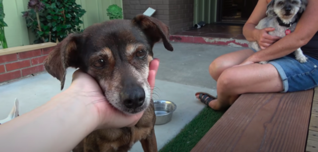 rescue senior dog 4