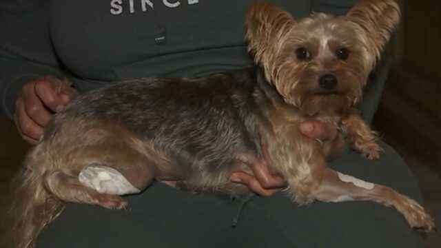 starla dog saving lives