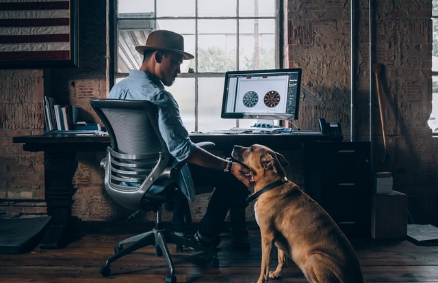 work computer and dog work computer and dog
