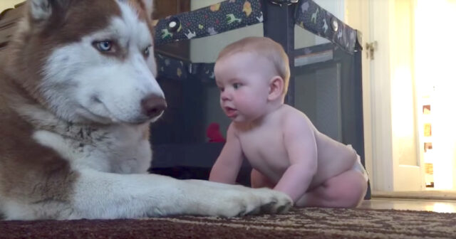 dog and husky playing