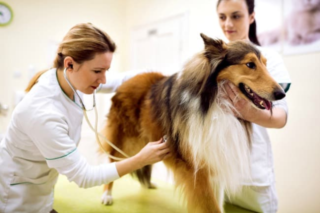 dog getting checked by doctor