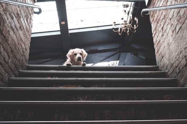 dog on top of stairs