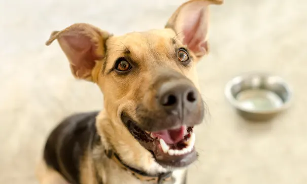 happy dog with food bowl