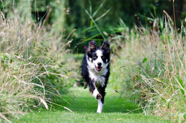 running dog in fields
