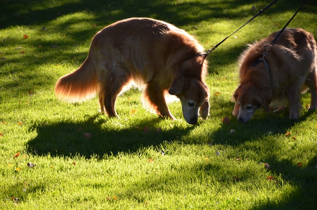 detection dog