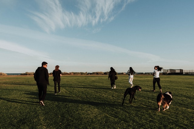 dog and people on field dog and people on field