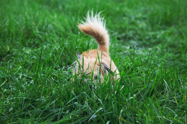dog hide and seek in grass dog hide and seek in grass