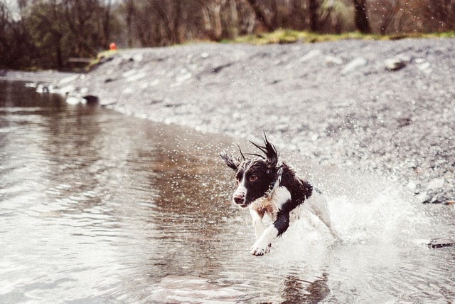 dog splashing and playing in water dog splashing and playing in water
