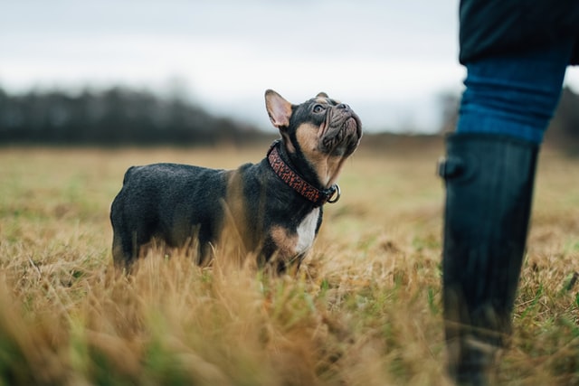 french bulldog sepanx