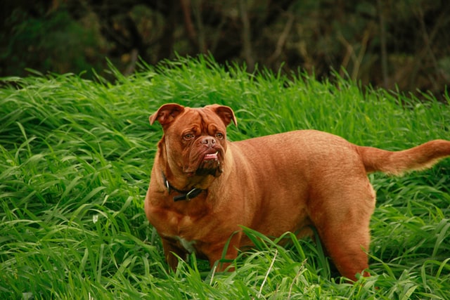 mastiff standing on long grass