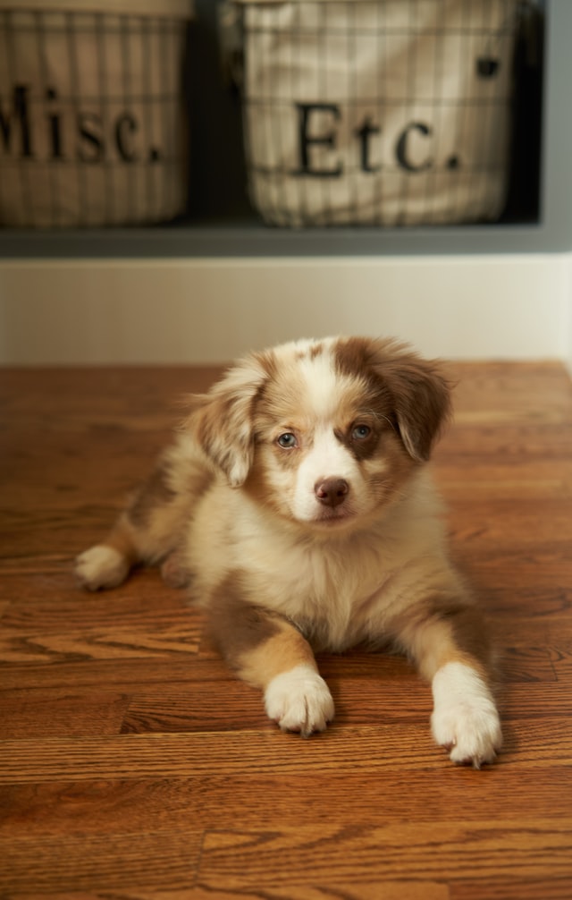 mini american shepherd on the floor