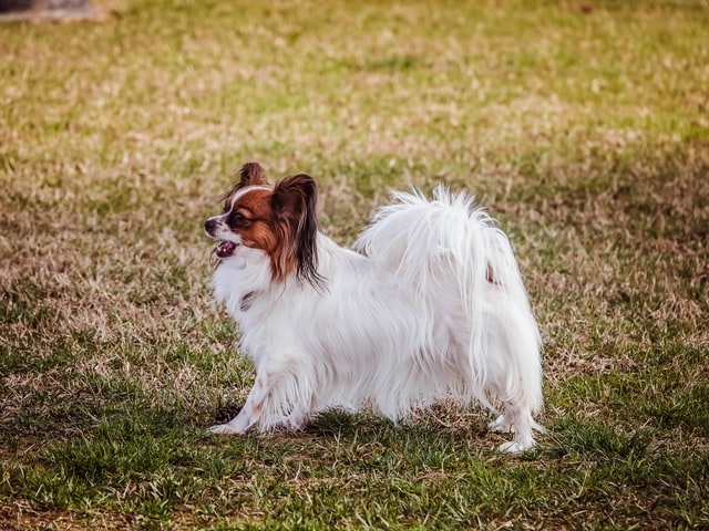 papillon long hair dog breed on grass