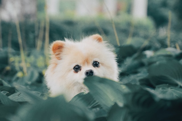 pomeranian in sea of green leaves