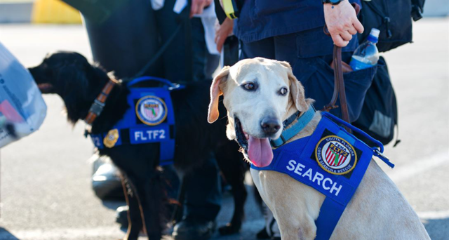 search rescue dogs